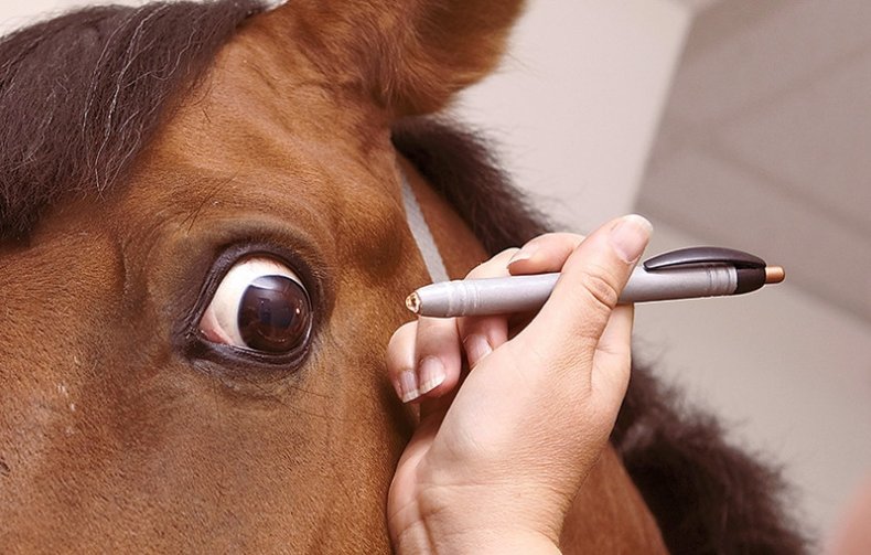 Осмотр глаз лошади