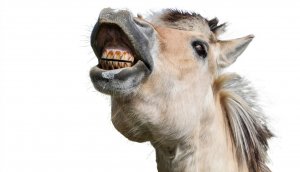 Зубы лошади сколько и какие, как определить возраст по зубам