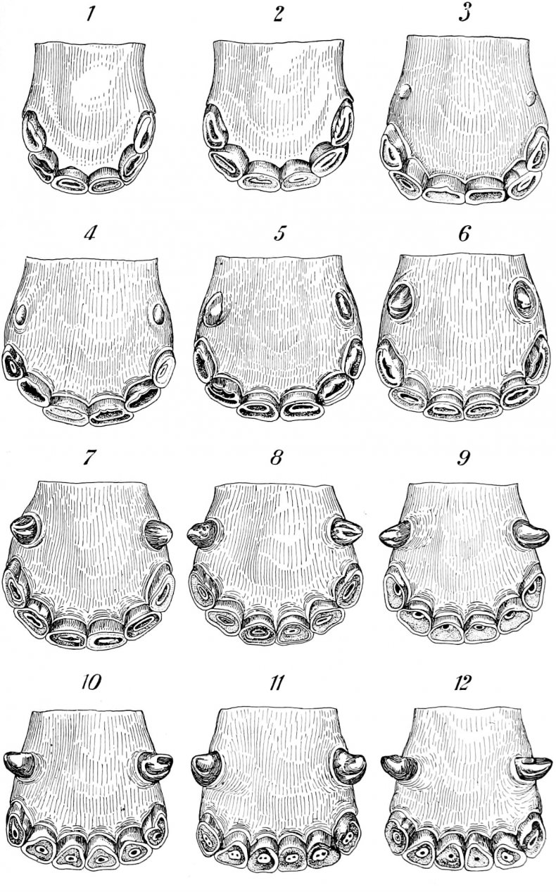 Зубы лошади сколько и какие, как определить возраст по зубам