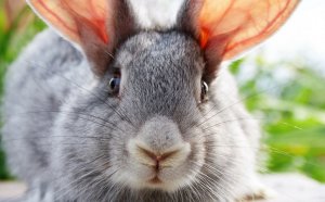 Как видят и какие глаза бывают у кроликов особенности зрения днём и в темноте