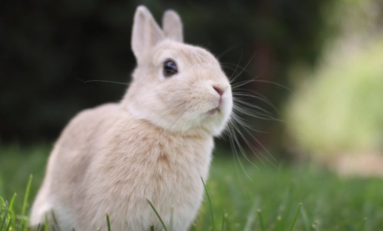 Как видят и какие глаза бывают у кроликов особенности зрения днём и в темноте