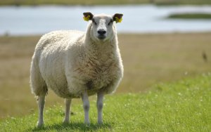 овца, остальных пород, породы «Татарстанская», Республики Татарстан
