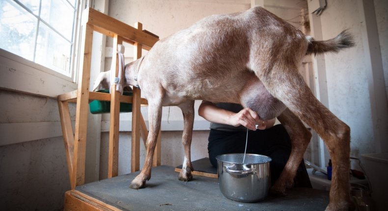 Коза не дает молоко