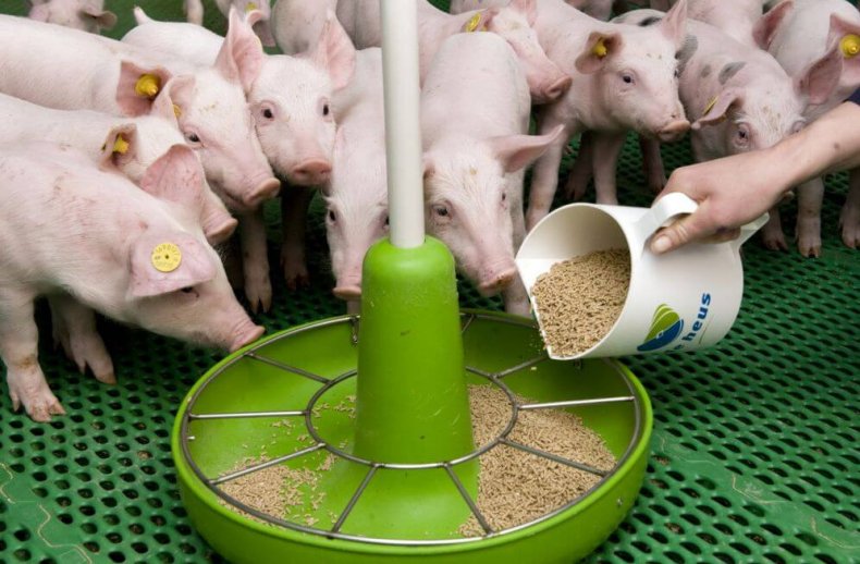 Кормление свиней комбикормом