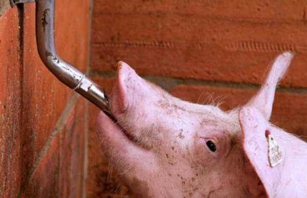 Ниппельные поилки для свиней своими руками: изготовление, особенности