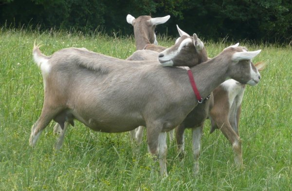 Разведение и выращивание коз как бизнес в домашних условиях 2019