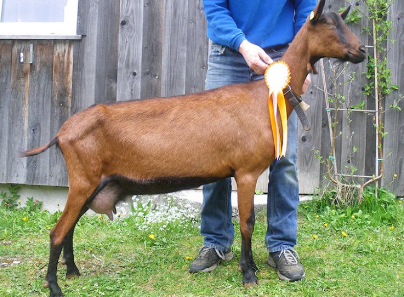 Пёстрая немецкая порода коз