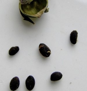 Семена брунфельсии