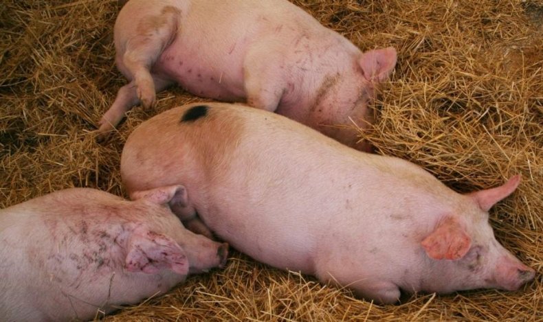 Классическая чума свиней: симптомы, вакцинация