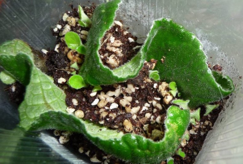 Выращивание глоксинии из семян в домашних условиях пошаговое руководство, когда и как сеять на