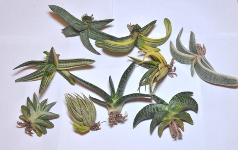 Гастерия виды и названия с фото, описание комнатного растения, уход и выращивание в домашних