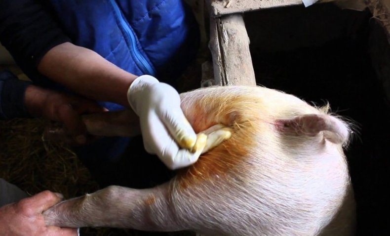 Чем лечить глисты у поросят и свиней