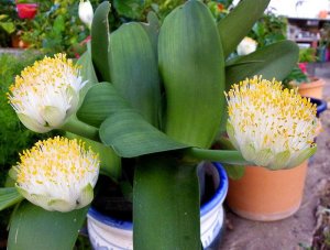 Гемантус белоцветковый: особенности ухода в домашних условиях
