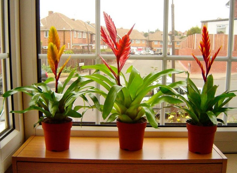 Вриезия спленриет описание растения, выращивание и уход в домашних условиях, как поливать и