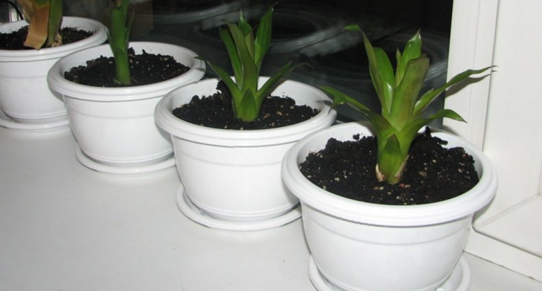Вриезия спленриет описание растения, выращивание и уход в домашних условиях, как поливать и