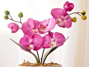 Выращивание орхидей из семян в домашних условиях характеристика цветков, оптимальные условия и