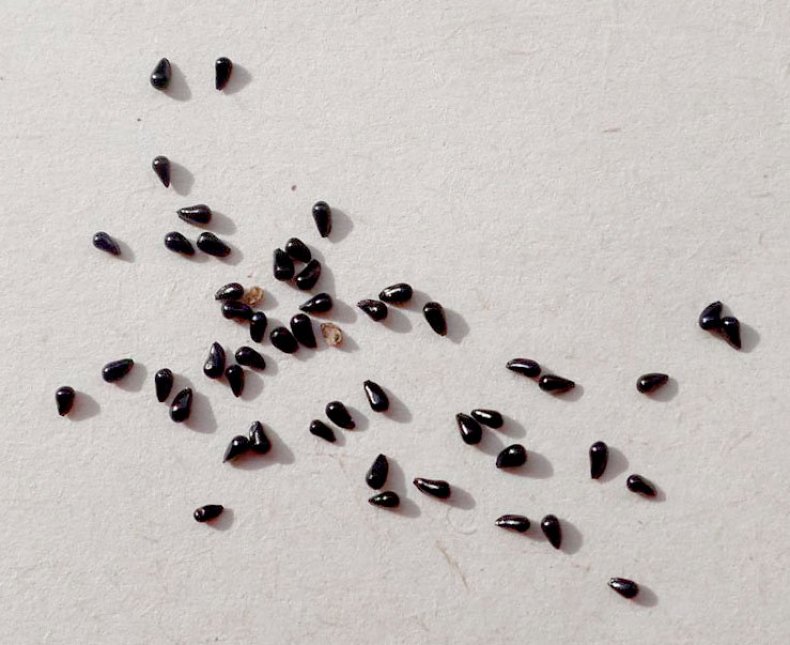 Семена венерины мухоловки