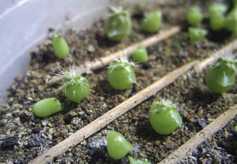 Размножение кактуса семенами