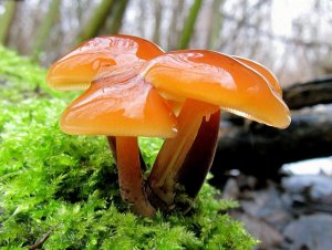 Госдума приняла законопроект о регуляции сбора ягод и грибов на лесных территориях