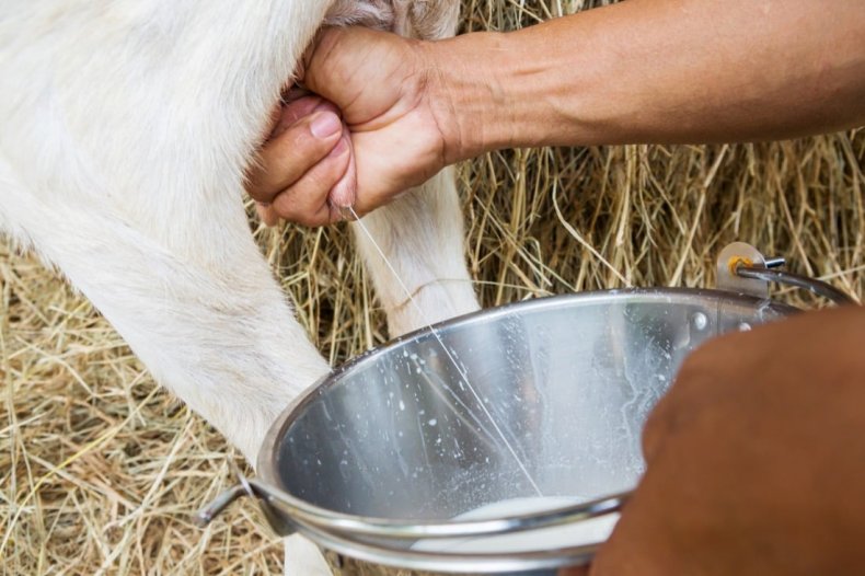 Как правильно доить козу когда начинают, сколько раз в день, когда прекращать перед окотом