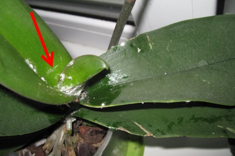 Как нарастить корни у орхидеи основные методы, подготовка среды, препараты для ускорения процесса,