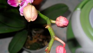 Бутоны у орхидеи