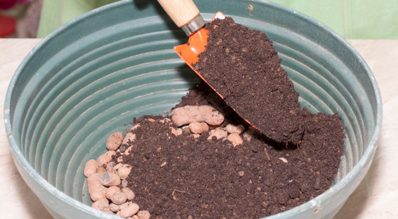 Какая нужна земля для драцены состав, выбор и обработка почвы в домашних условиях