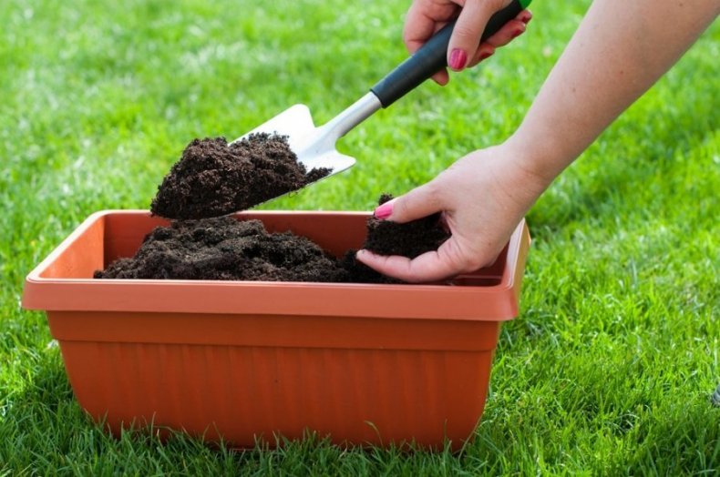 Какая нужна земля для драцены состав, выбор и обработка почвы в домашних условиях