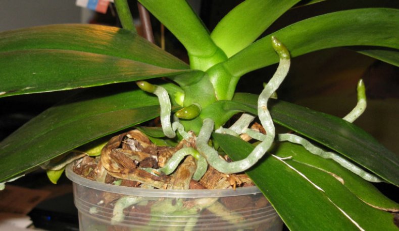 Корни у орхидеи