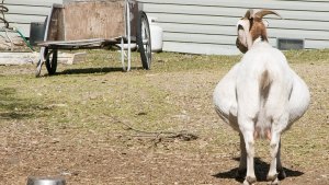 Беременность козы сколько длится, как определить, признаки, как кормить