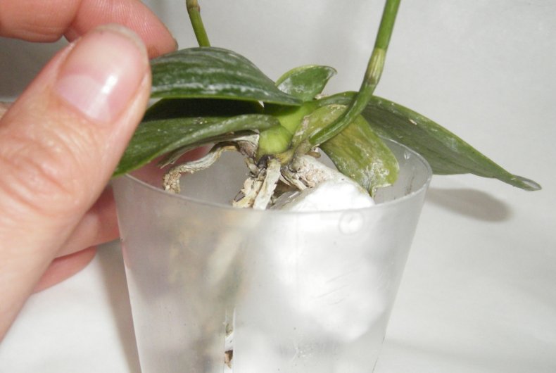 Орхидеия без корней в пенопласте