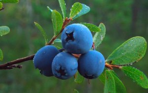 Голубика как деликатес» В Украине начнут выращивать самую дорогую ягоду в вазонах с водой