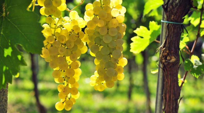 В Испании вывели новые сорта белого винограда