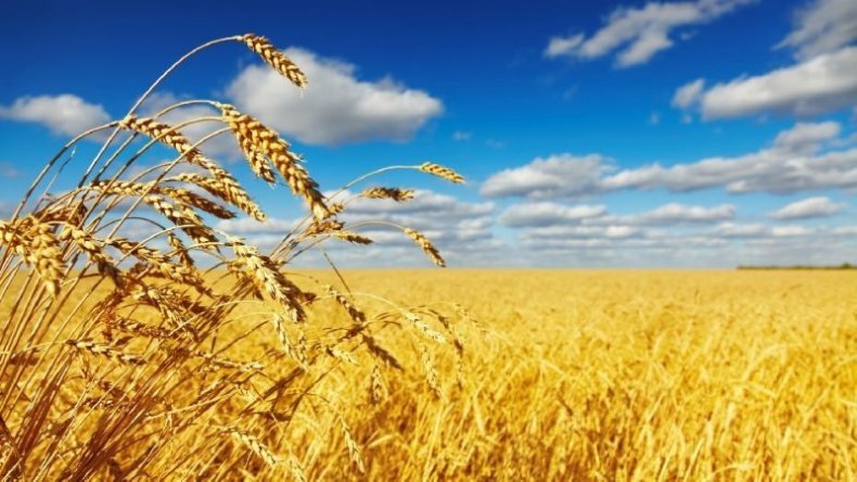Первые 100 гектаров Ставропольского края засеяли пшеницей-двуручкой
