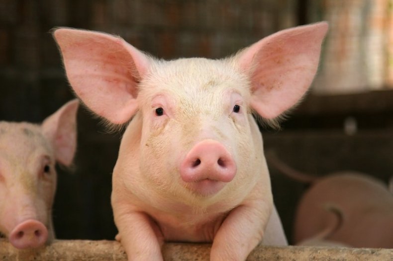 Новая вспышка Африканской чумы свиней в Китае