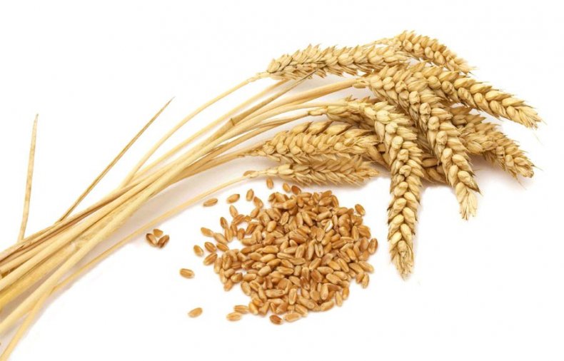 Из-за высокого качества производимой пшеницы Франция повышает показатели экспорта