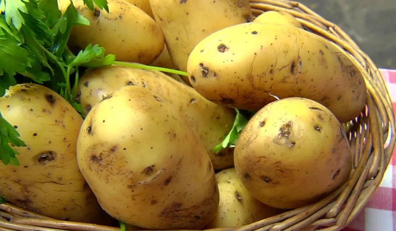 В теплицах Таджикистана собирают урожай молодого картофеля