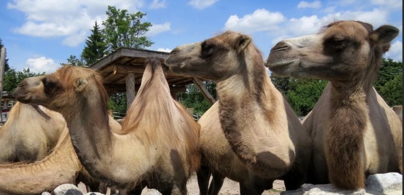Поголовье верблюдов в Казахстане увеличилось на 800 особей