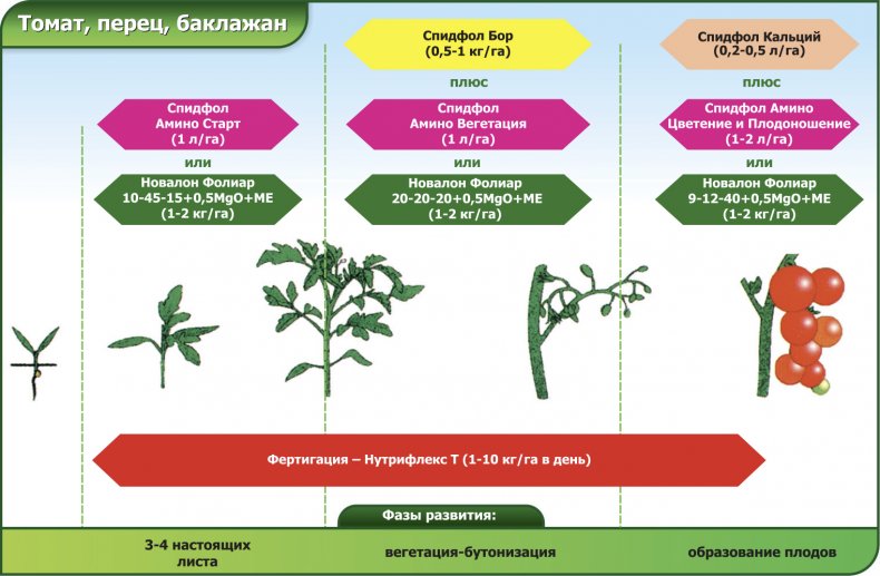 Этапы удобрения овощей