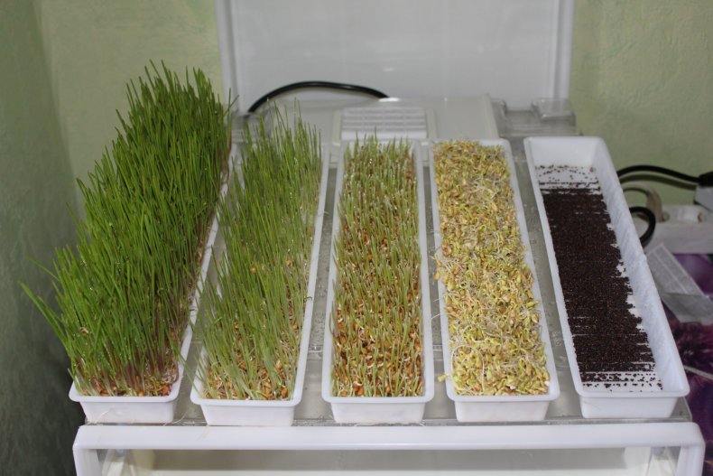 Проращивание микрозелени
