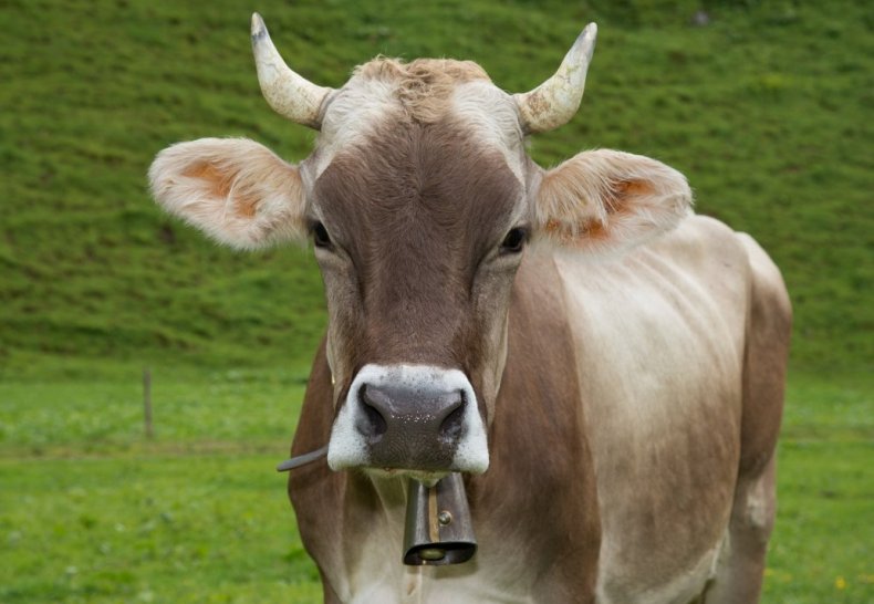 В Австрии выбрали самую красивую корову