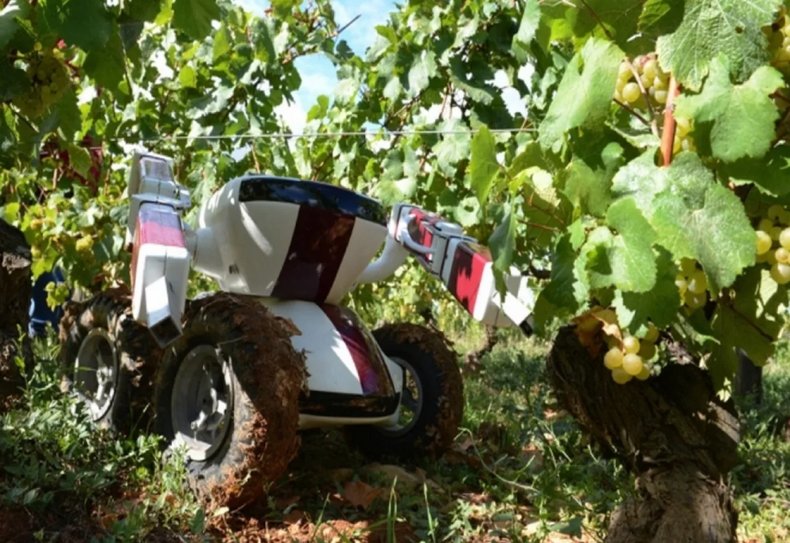 Американские разработчики создали робота для уборки винограда