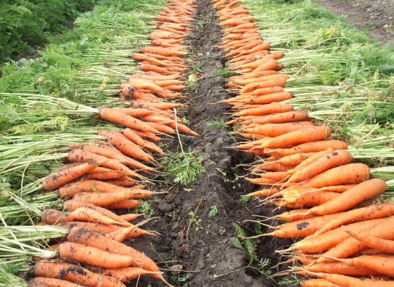 В 2018 году в Ставропольском крае было выращено 16,9 тыс. тонн моркови