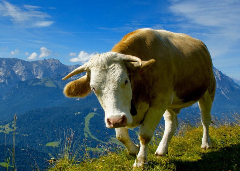 Великобритания подключила своих коров к 5G