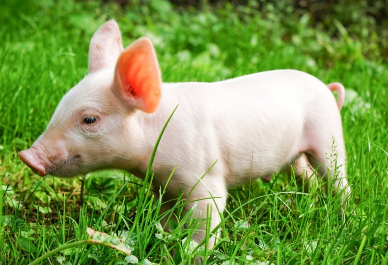 АЧС может уничтожить 200 млн свиней в Китае