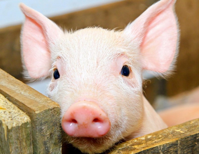 В Японии уничтожили более 75 тысяч свиней из-за КЧС