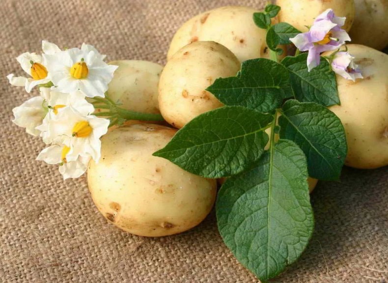 В Рязанской области запущен завод по переработке картофеля мощностью 4 тысячи тонн