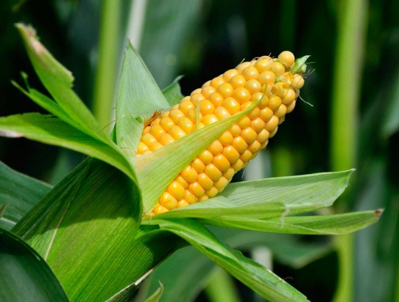 Украина потеснила американскую кукурузу в структуре импорта Китая