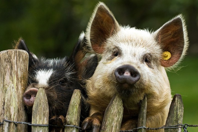 АЧС в Украине может спровоцировать полную остановку свиноводства