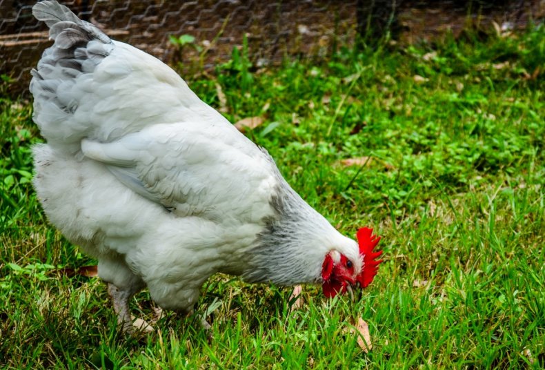 В Новгородской области будут производить биоудобрение из куриного помёта